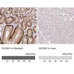 Merck Anti-SLC9A1 antibody produced in rabbit