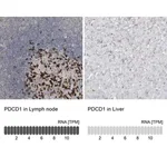 Merck Anti-PDCD1 antibody produced in rabbit