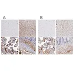 Merck Anti-FGB antibody produced in rabbit