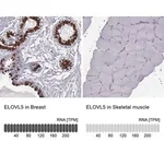Merck Anti-ELOVL5 antibody produced in rabbit