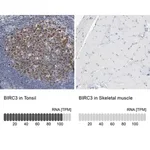 Merck Anti-BIRC3 antibody produced in rabbit