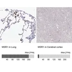 Merck Anti-MSR1 antibody produced in rabbit
