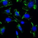 Merck Monoclonal Anti-Caveolin-1 antibody produced in mouse