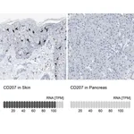 Merck Anti-CD207 antibody produced in rabbit