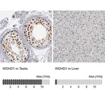 Merck Anti-WDHD1 antibody produced in rabbit