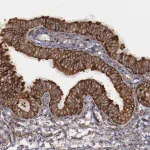 Merck Anti-ERLIN2 antibody produced in rabbit