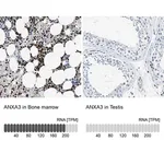 Merck Anti-ANXA3 antibody produced in rabbit