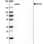 Merck Anti-ROCK1 antibody produced in rabbit