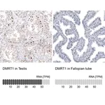Merck Anti-DMRT1 antibody produced in rabbit