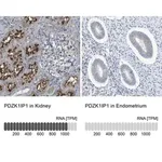 Merck Anti-PDZK1IP1 antibody produced in rabbit