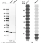 Merck Anti-FIS1 antibody produced in rabbit