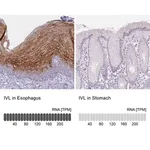 Merck Anti-IVL antibody produced in rabbit