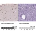 Merck Anti-PNMA2 antibody produced in rabbit