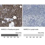 Merck Anti-MARC2 antibody produced in rabbit