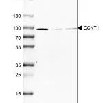 Merck Anti-CCNT1 antibody produced in rabbit