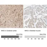 Merck Anti-MAG antibody produced in rabbit