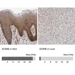 Merck Anti-SCRIB antibody produced in rabbit