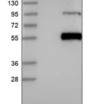 Merck Anti-C1R antibody produced in rabbit