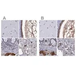 Merck Anti-SERPINA3 antibody produced in rabbit