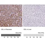 Merck Anti-CEL antibody produced in rabbit