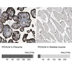 Merck Anti-PICALM antibody produced in rabbit