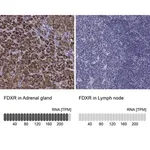 Merck Anti-FDXR antibody produced in rabbit
