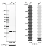 Merck Anti-CHCHD2 antibody produced in rabbit