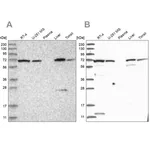 Merck Anti-RNPEP antibody produced in rabbit