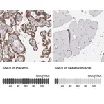 Merck Anti-SND1 antibody produced in rabbit