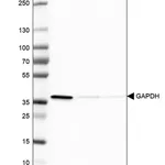 Merck Anti-GAPDH antibody produced in rabbit