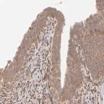 Merck Anti-MMP2 antibody produced in rabbit