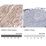 Merck Monoclonal Anti-LAMA2 antibody produced in mouse