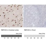 Merck Anti-RBFOX3 antibody produced in rabbit