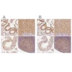 Merck Anti-PGAM5 antibody produced in rabbit