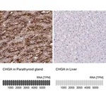 Merck Anti-CHGA antibody produced in rabbit