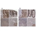 Merck Anti-GRSF1 antibody produced in rabbit