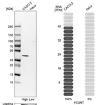 Merck Anti-FCGRT antibody produced in rabbit