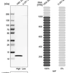 Merck Anti-MIF antibody produced in rabbit