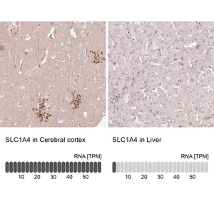 Merck Anti-SLC1A4 antibody produced in rabbit