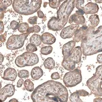 Merck Anti-CSF1R antibody produced in rabbit