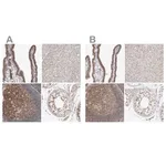 Merck Anti-MSH6 antibody produced in rabbit
