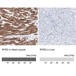 Merck Anti-RYR2 antibody produced in rabbit