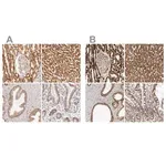 Merck Anti-ATP5B antibody produced in rabbit