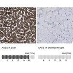 Merck Anti-AASS antibody produced in rabbit
