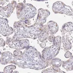 Merck Anti-SLC38A9 antibody produced in rabbit