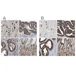 Merck Anti-USP10 antibody produced in rabbit