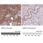 Merck Anti-AQP8 antibody produced in rabbit