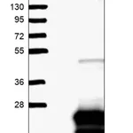 Merck Anti-CACFD1 antibody produced in rabbit