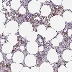 Merck Anti-EPX antibody produced in rabbit