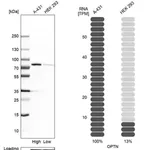 Merck Anti-OPTN antibody produced in rabbit